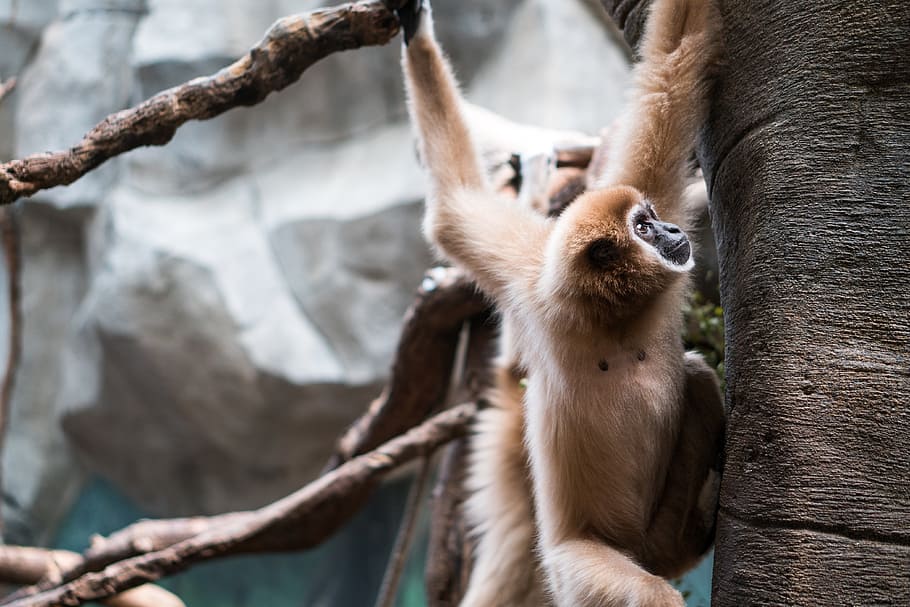 brown monkey on tree branch, climb, face, nature, wildlife, fur HD wallpaper