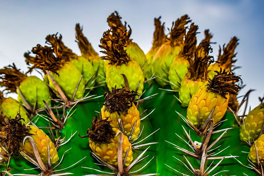 cactus, fruit, flower, thorns, nature, plant, growth, beauty in nature HD wallpaper