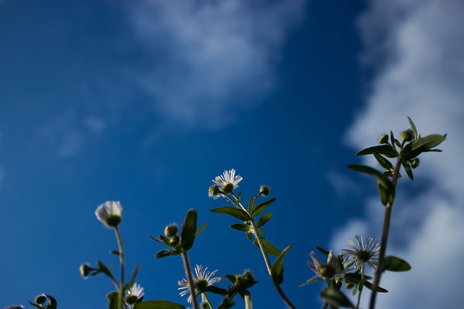 sky, plant, growth, flower, freshness, beauty in nature, no people HD wallpaper