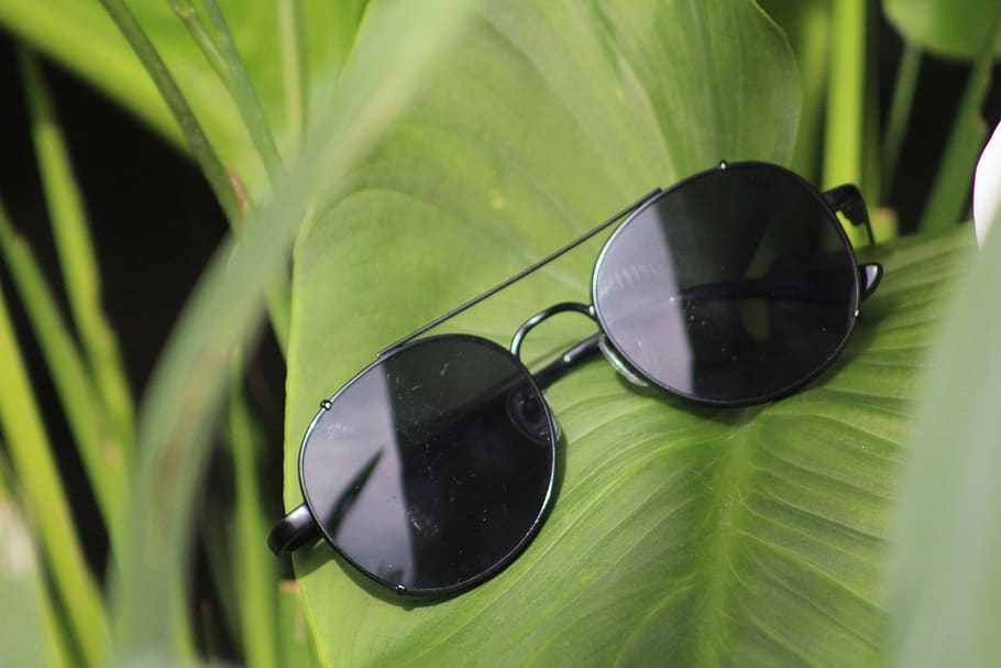 chile, santiago, plant part, green color, glasses, leaf, close-up HD wallpaper