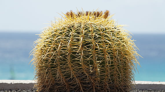 cactus, prickly, inviolable, sovereign, fuerteventura, sea HD wallpaper