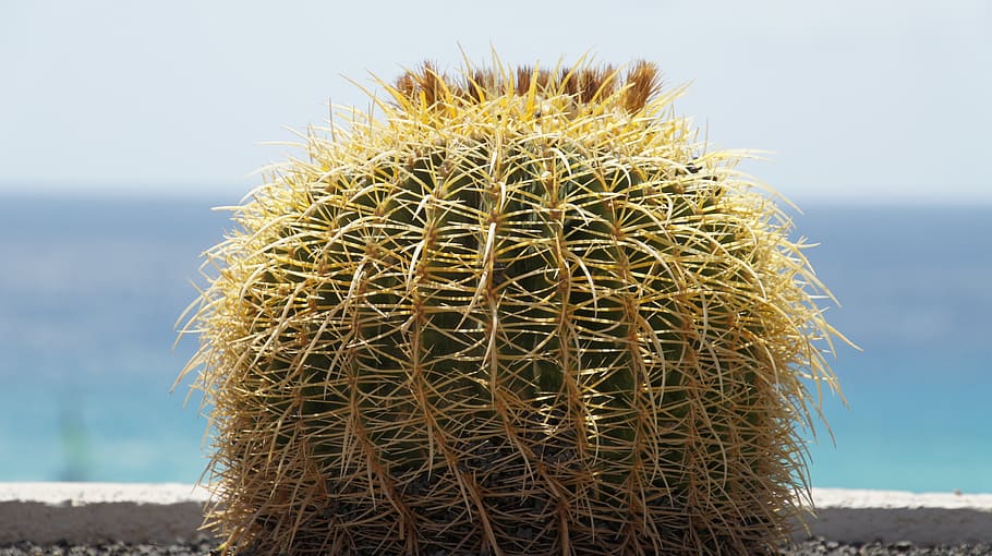 cactus, prickly, inviolable, sovereign, fuerteventura, sea HD wallpaper