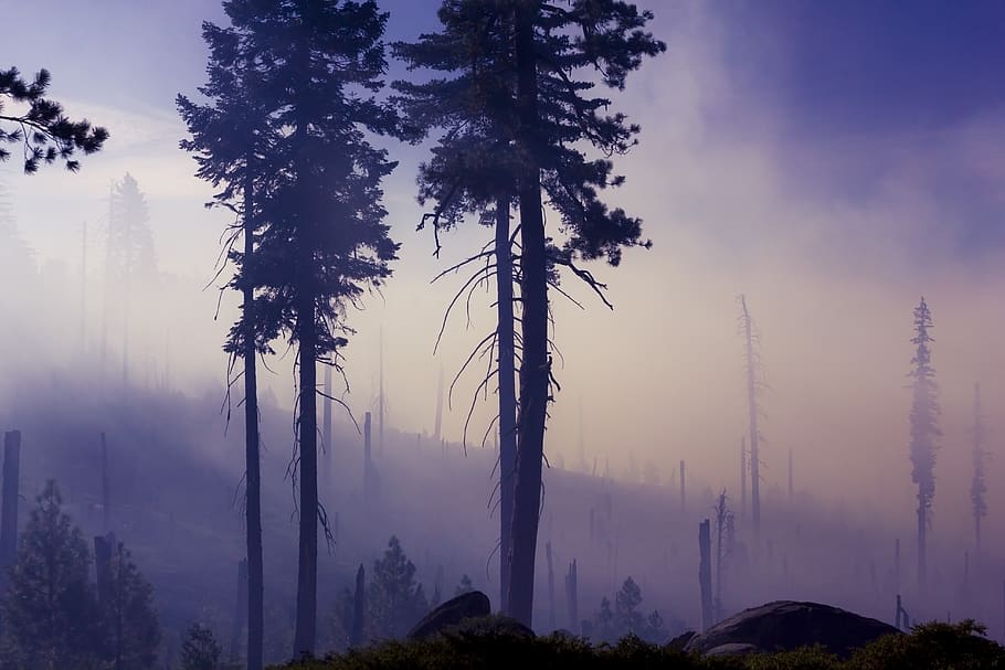fog, forest, trees, mist, nature, silhouette, woods, environment HD wallpaper