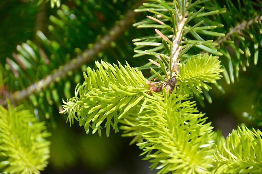 Shallow Focus Photography of Spruce, blur, branch, close-up, conifer, HD wallpaper