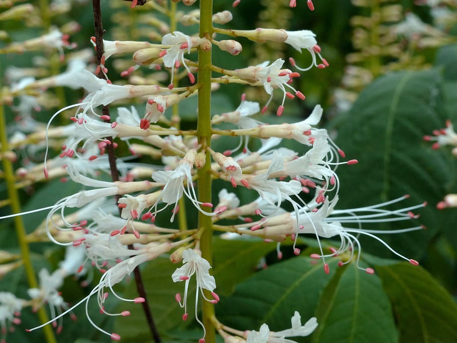 buckeye, flowers, bloom, bush, plant, summer, beauty, white flowers HD wallpaper