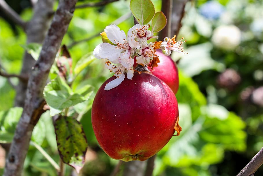 apple, flower, manzano, tree, fruit, nature, flowering, food and drink HD wallpaper
