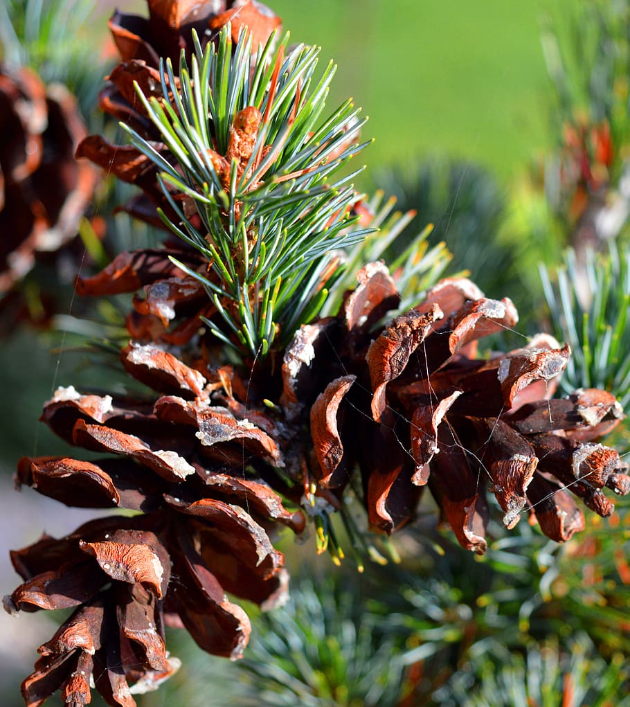 pine, pine cones, close up, conifer, plant, growth, close-up HD wallpaper