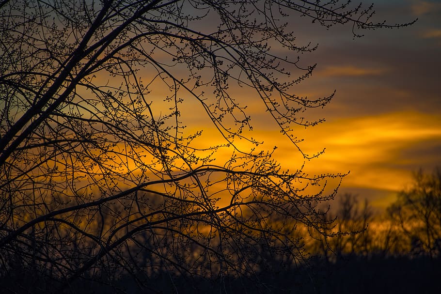 Silhouette Photo of Branches of Tree During Dusk, backlit, clouds HD wallpaper