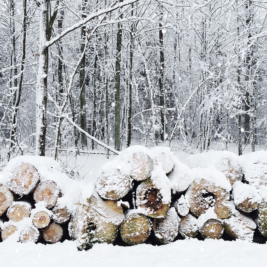 winter, snow, forest, cold temperature, tree, plant, land, nature HD wallpaper