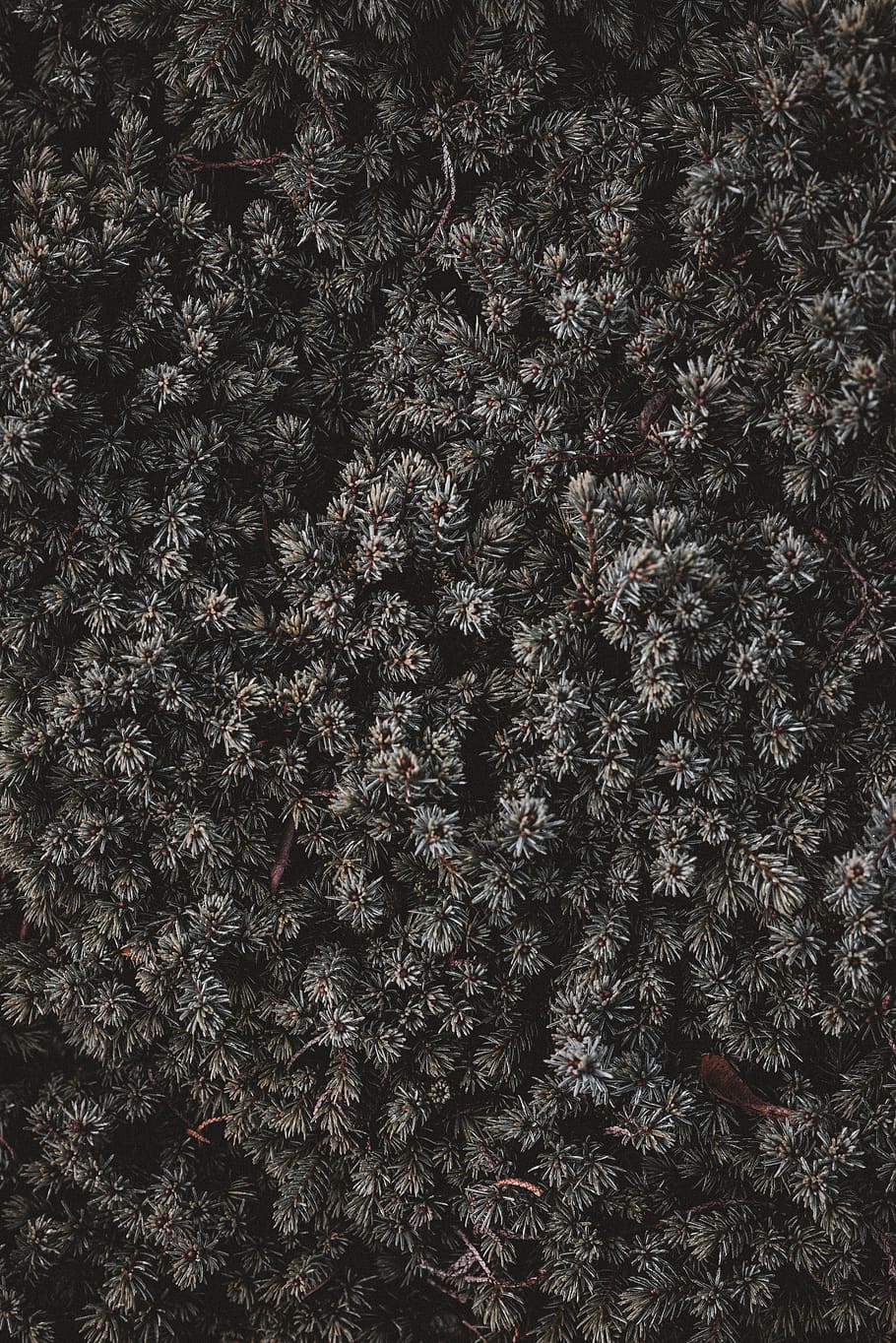 green leaf plant, full frame, backgrounds, no people, tree, pattern HD wallpaper