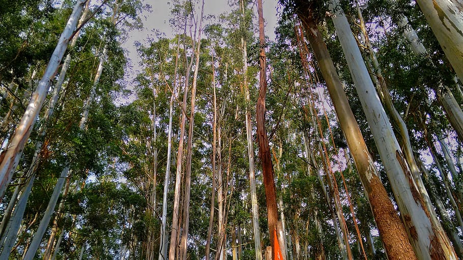 trees, lakes, forest, green, autumn, sunrise, sunny, sky, plant HD wallpaper