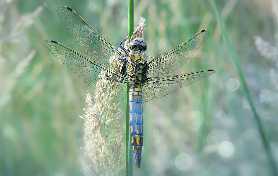 anisoptera, dragonfly, invertebrate, insect, animal, aphid, HD wallpaper