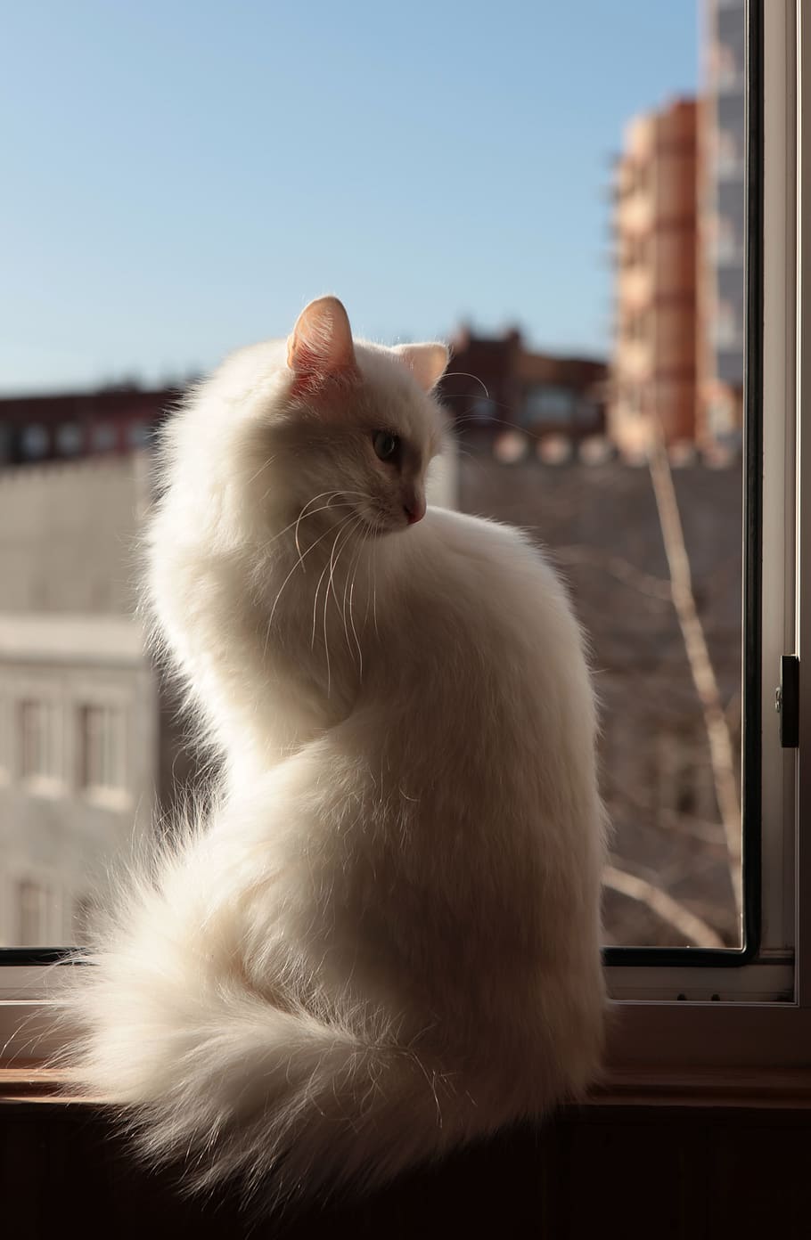 cat, blue, nose, gray, eyes, hairy, white, feline, female, animal HD wallpaper