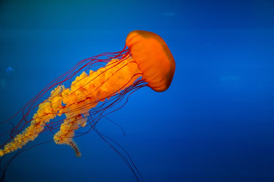 yellow jelly fish, animal themes, animal wildlife, animals in the wild HD wallpaper