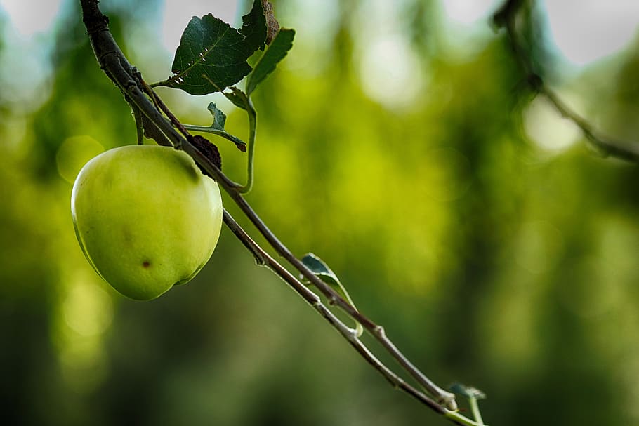apple, apple tree, leaf, green, fruit, nature, plant, healthy eating HD wallpaper