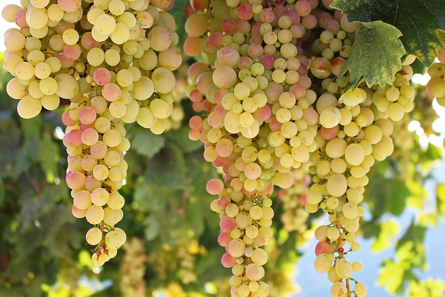 grapes, fruit, vine, winegrowing, grapevine, sweet, fruits HD wallpaper