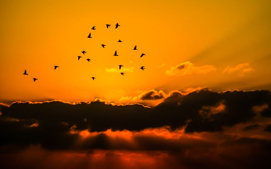 Mass of Bird Flying during Sunset, clouds, cloudscape, flock HD wallpaper