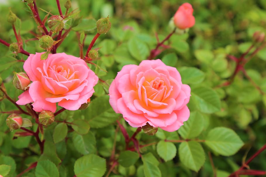 rose, nature, flower, spring, plant, leaves, red, the rose garden HD wallpaper
