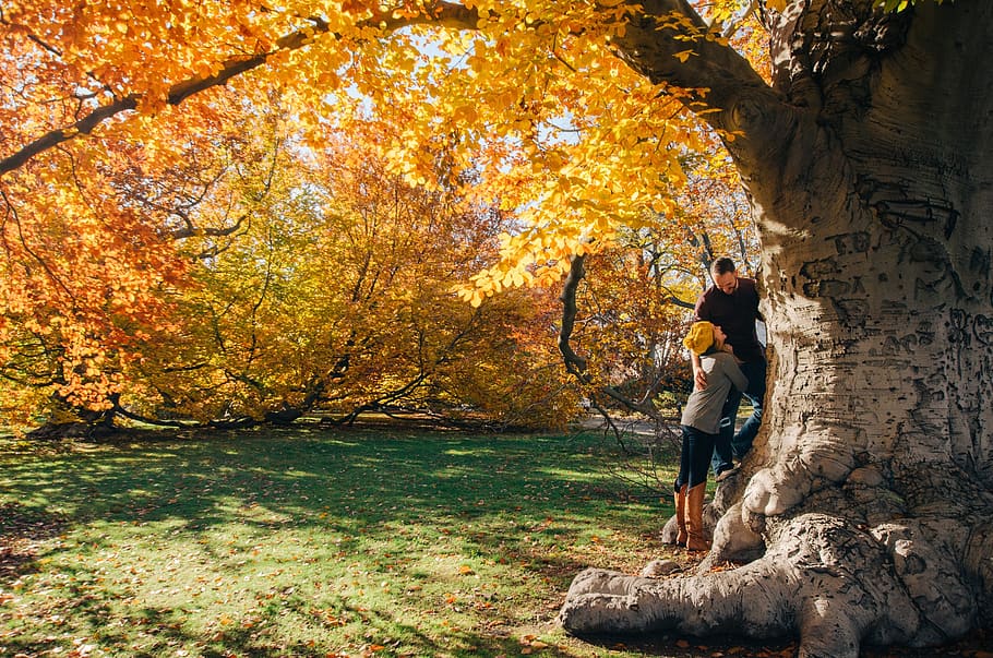 tree, plant, nature, green, grass, outdoor, leaf, fall, autumn HD wallpaper