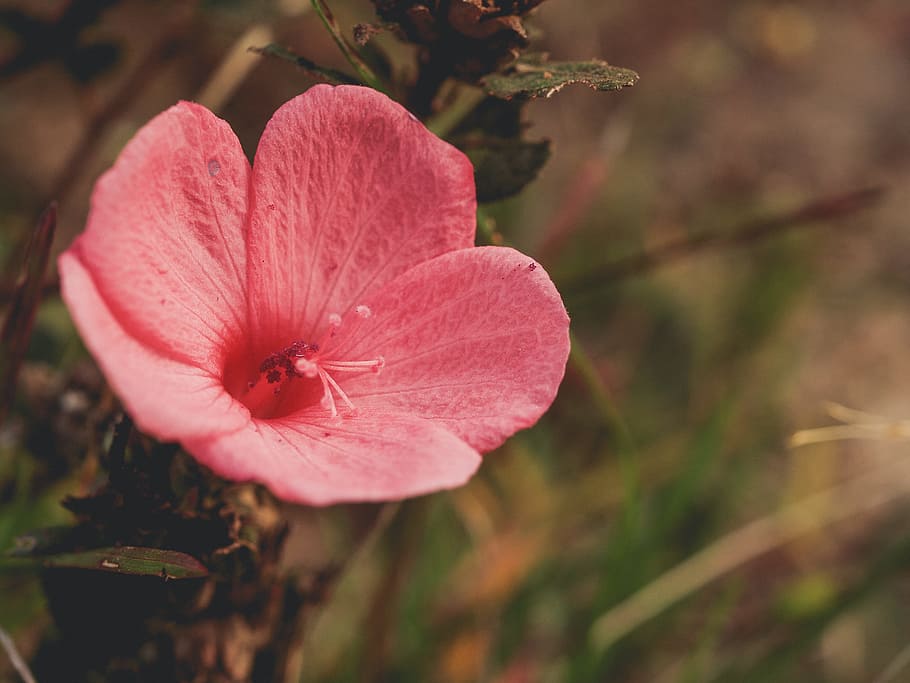 Red Petaled Flower in Bloom, art, background, blooming, bright HD wallpaper