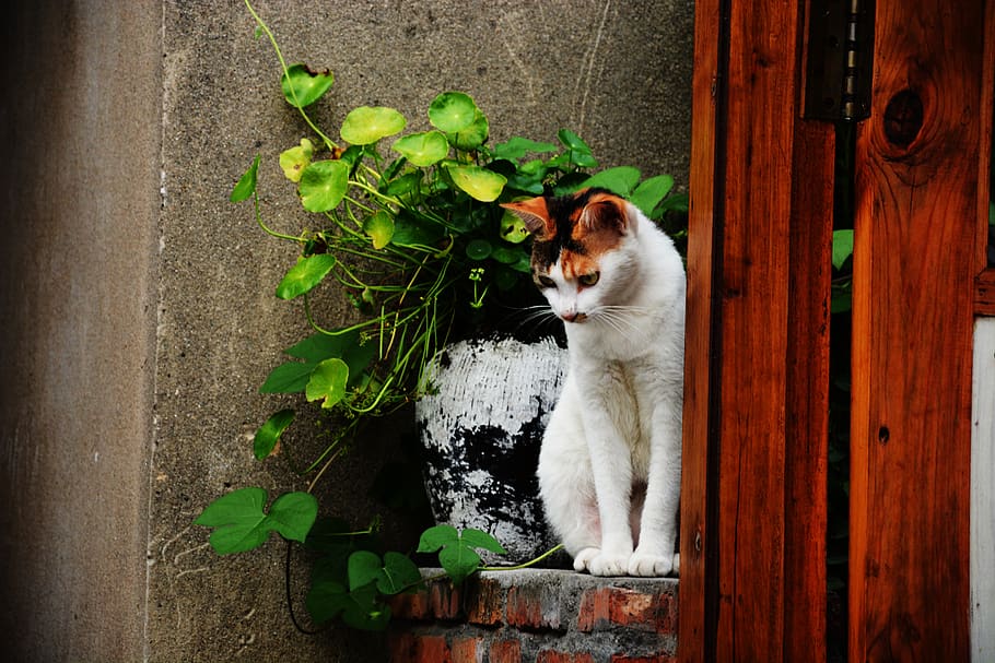 animal themes, domestic cat, mammal, one animal, domestic animals HD wallpaper