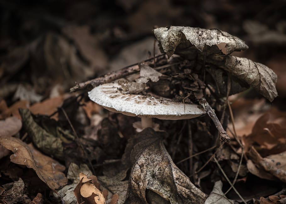 germany, berlin, buch, close-up, mushroom, forest, nature, autumn