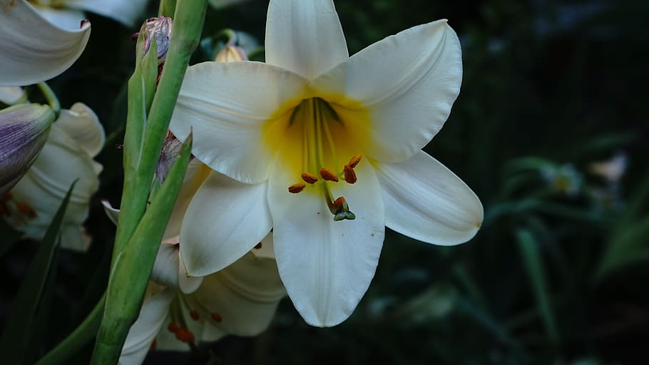 lily, bloom, white, petals, flower, flowering plant, fragility HD wallpaper