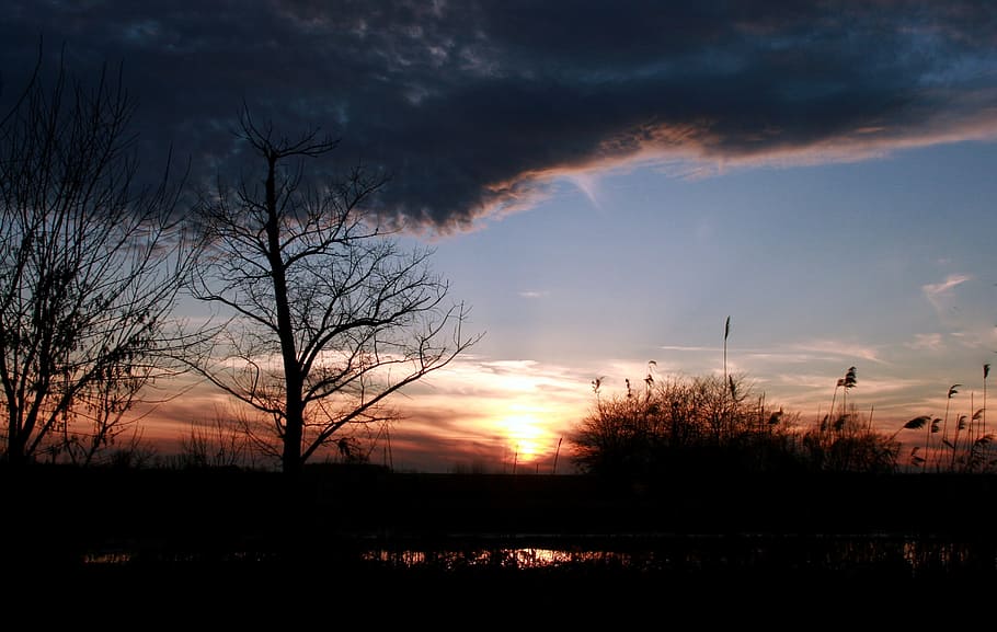 sunset, nature, dark, evening, black, sky, cloud - sky, tree HD wallpaper