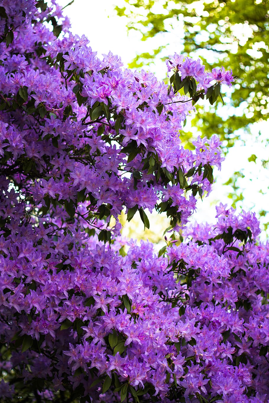 portland, united states, columbia park, tree, azalea, purple