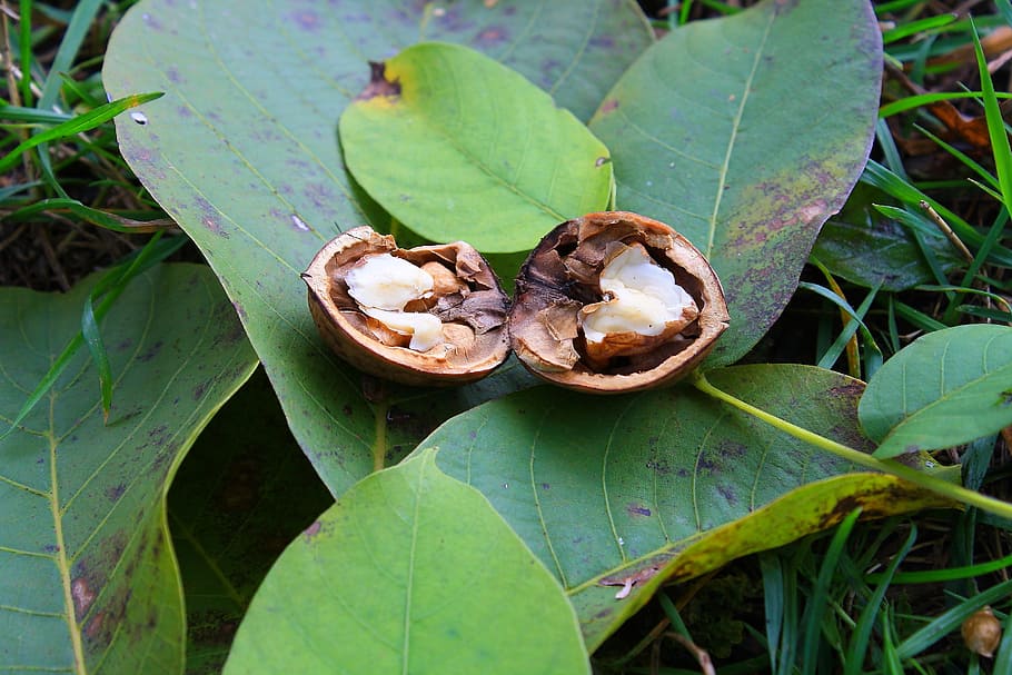 nut, leaves, nature, leaf, green, plant part, food, green color HD wallpaper