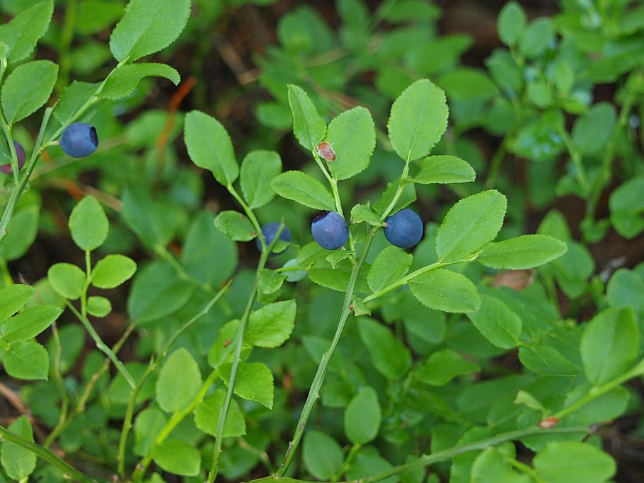 berries, forest, green, plant part, leaf, growth, green color HD wallpaper