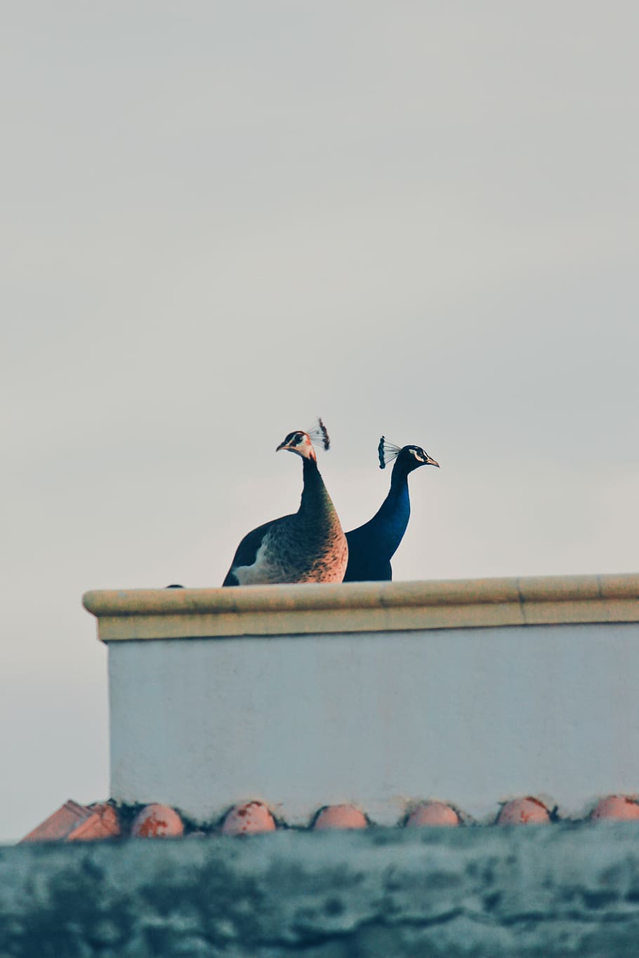 two peahens, animal, bird, peacock, grey, pheasant, pigeon, blackbird HD wallpaper