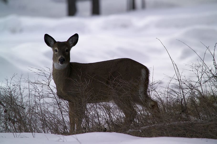 deer, white, tailed, animal, wild, nature, jungle, park, snow HD wallpaper