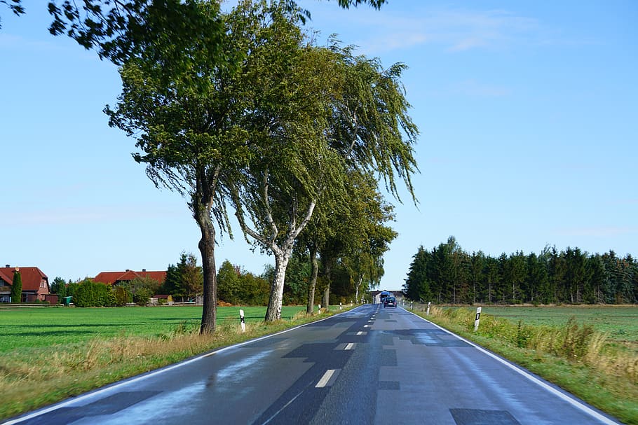 wolfsburg, tree, plant, road, transportation, direction, sky HD wallpaper