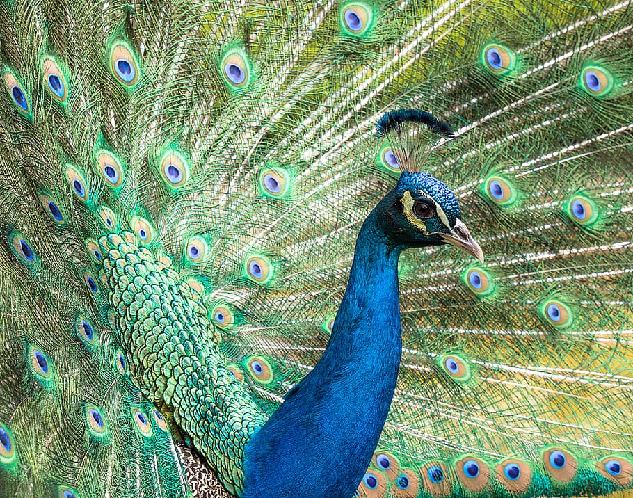 turkey, royal, male, beautiful, colorful, animals, plumage, HD wallpaper