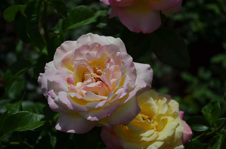 flowers, rose, petals, flowering plant, beauty in nature, close-up HD wallpaper