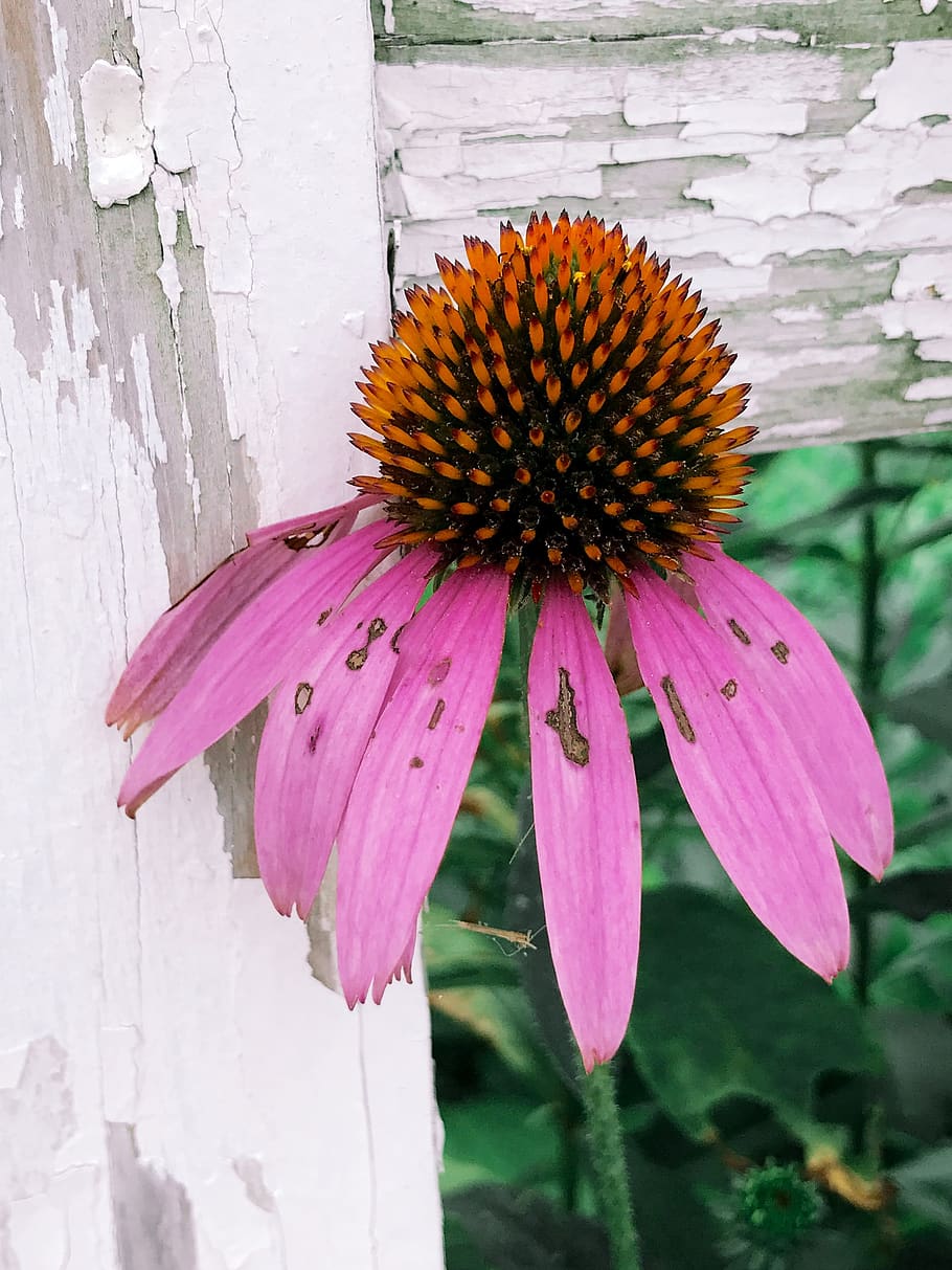 weathered, flower, flowering plant, fragility, vulnerability HD wallpaper