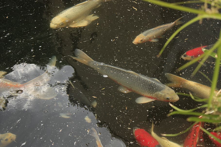 koi, koi fish, pond, japanese fish, nature, relax, flow, chill HD wallpaper