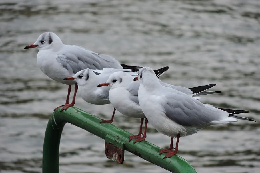 rhine river, gull, bird, vertebrate, animal, animal themes HD wallpaper