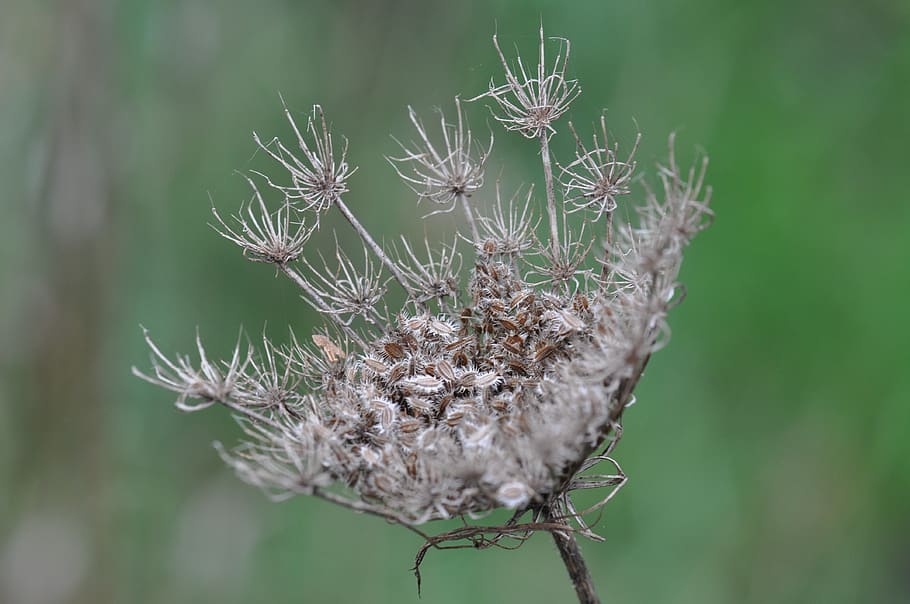 seed, overblown, nature, spread, outdoor, close-up, focus on foreground HD wallpaper