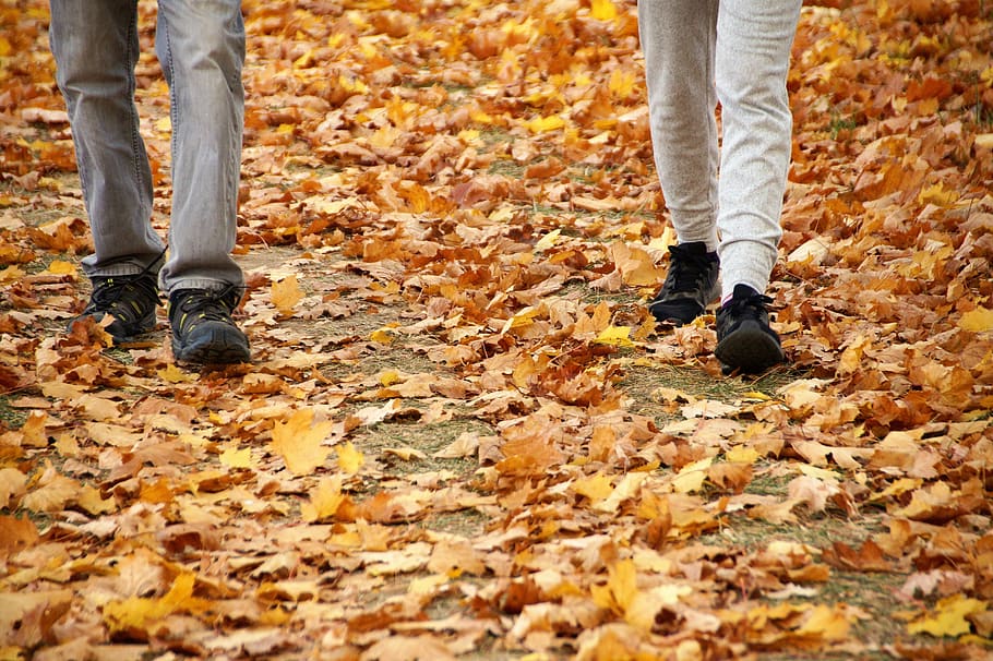 autumn, path, the trail, field, alley, trees, fallen, the fallen, HD wallpaper