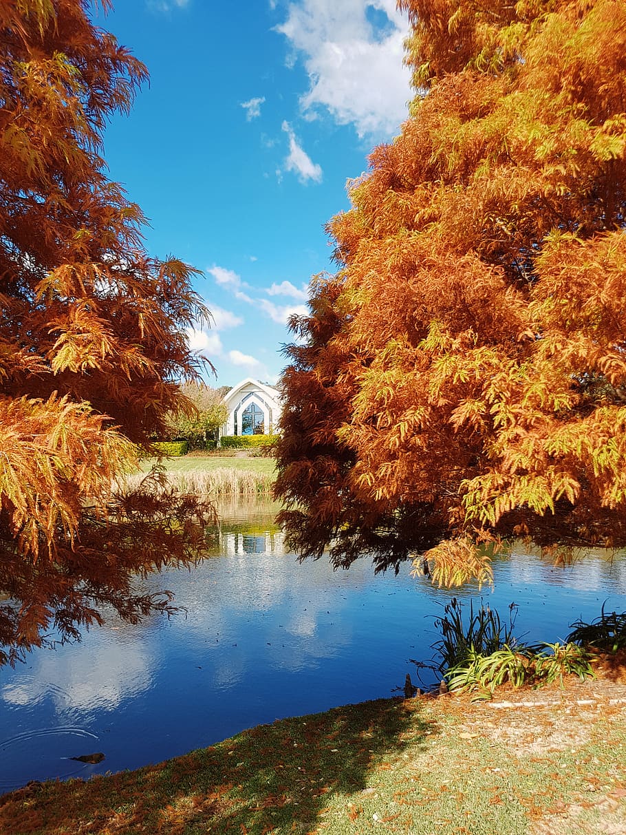 water, autumn, plant, tree, change, nature, sky, lake, beauty in nature HD wallpaper