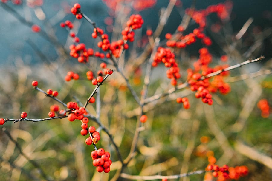 winter, red, life, berry, bloom, sunset, cold, bush, nature HD wallpaper