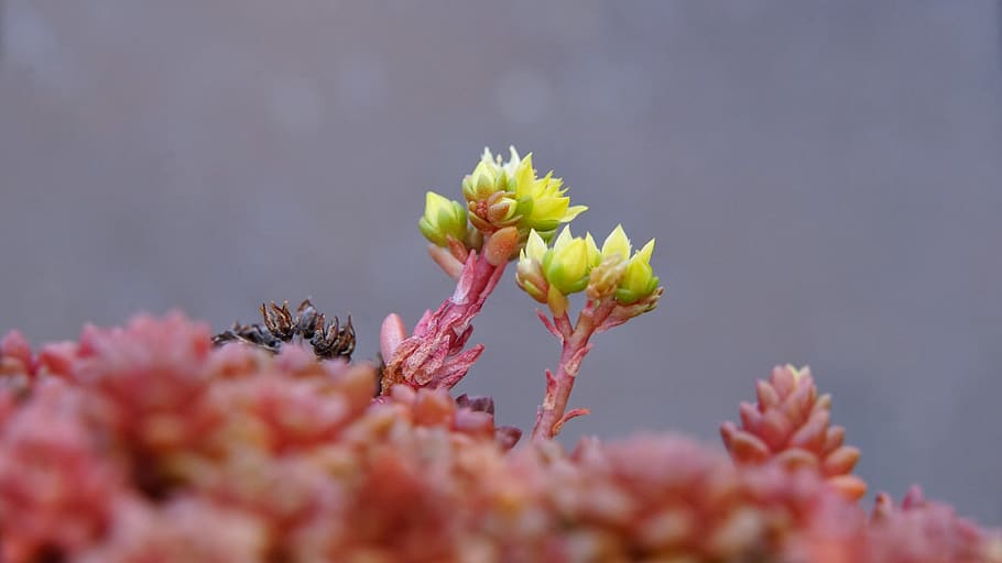 spring, flowers, small is beautiful, close, flowering plant HD wallpaper