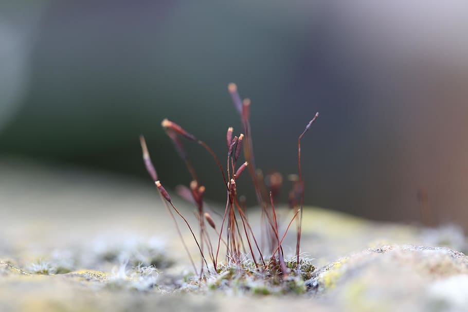 Close focus. Пейзаж Макросъемка на рабочий стол.