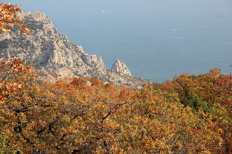 view, scenery, autumn, mountains, branches, forest, woods, leaves HD wallpaper