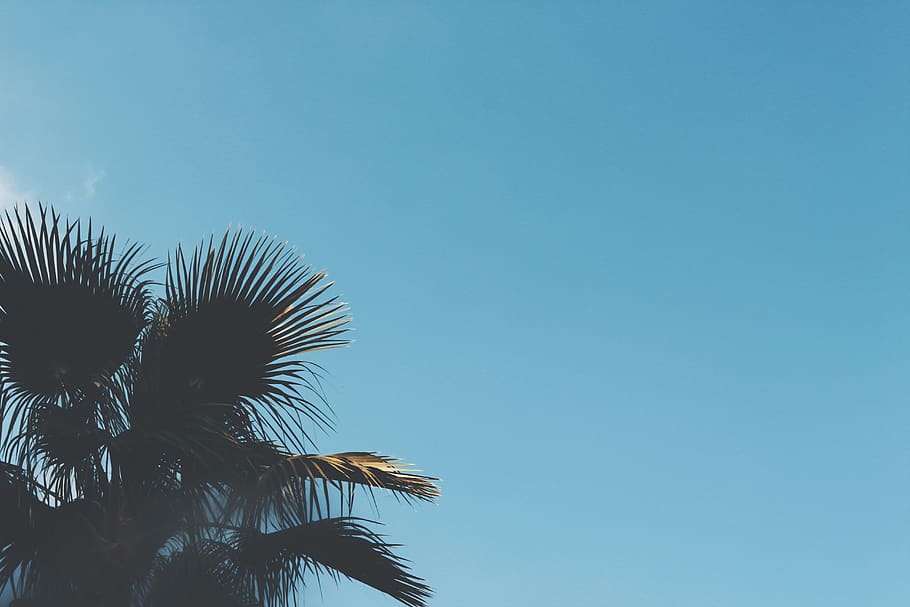 sun, summer, sea, tree, palm, palms, warm, hot, beach, sand HD wallpaper