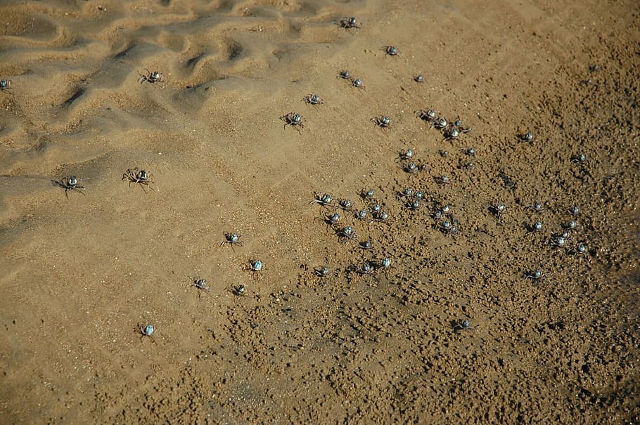 soldier crabs, mictyris longicarpus, sand, sandy, wild cattle creek, HD wallpaper