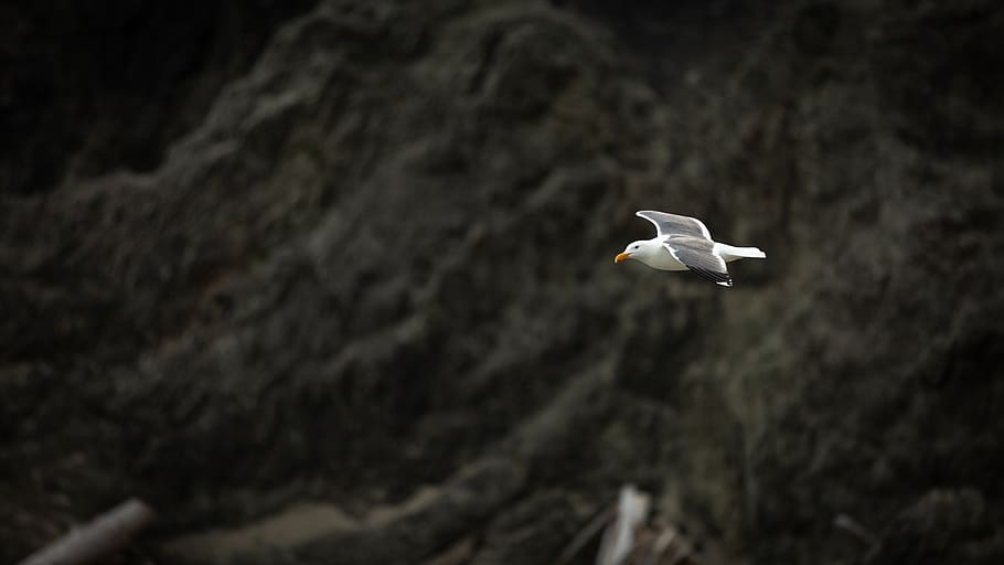 united states, seaside, flying, animal themes, bird, mid-air HD wallpaper