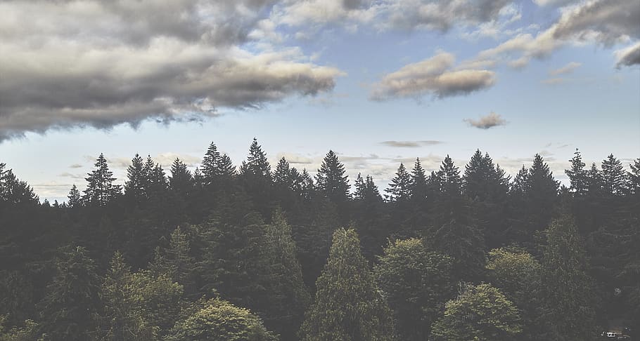 lacey, united states, horizon, clouds, sky, view, chilling, HD wallpaper